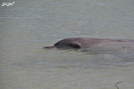 1 dauphins monkex mia (4)