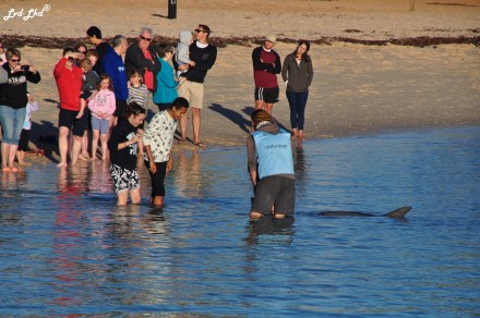 2 volontaire monkey mia (2)