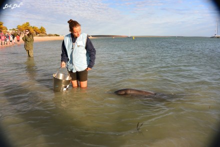 2 volontaire monkey mia (4)