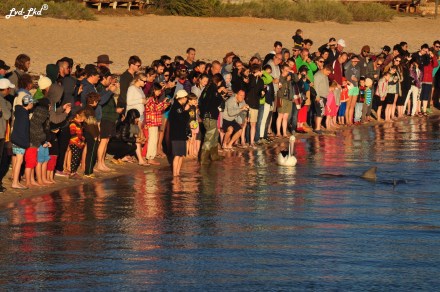 3 dauphins monkey mia (1)