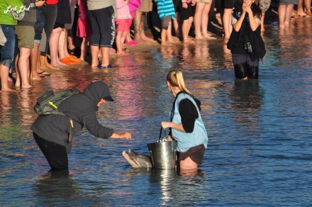 3 dauphins monkey mia (2)