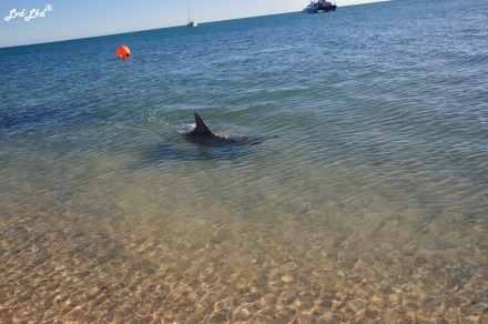 3 dauphins monkey mia (3)