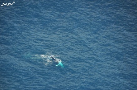 4 baleines (1)