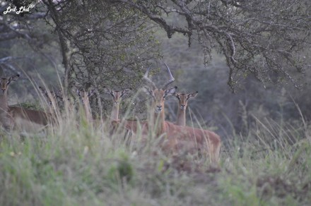 5 impalas et oiseau (6)