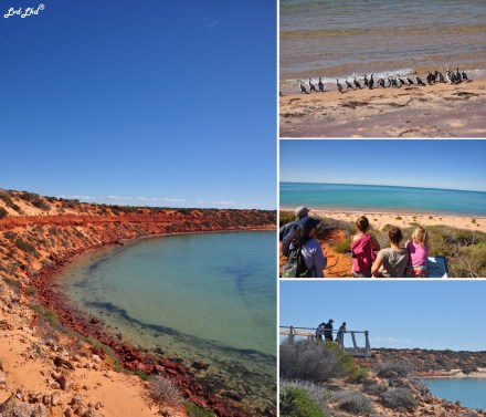 7 dauphins et landscape (1)