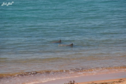 7 dauphins et landscape (4)