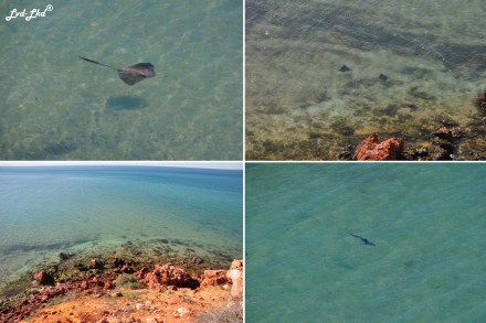 8 Skipjack point (2)