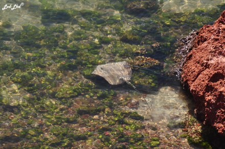 8 Skipjack point (4)