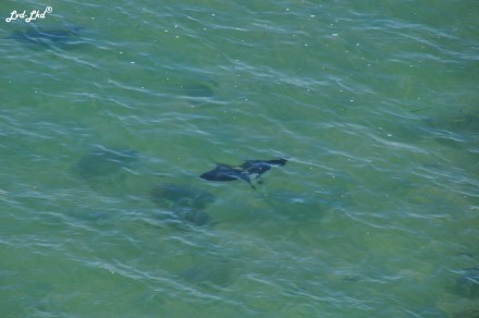 8 Skipjack point (5)