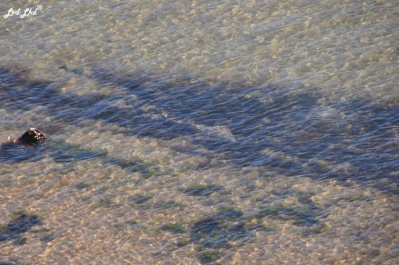 8 Skipjack point (8)