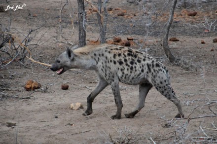 1-hyene-tachetee-2