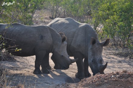 10-rhino-proche-2