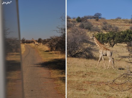 11-girafe-route-1