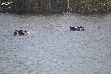 12-hippopotame-2