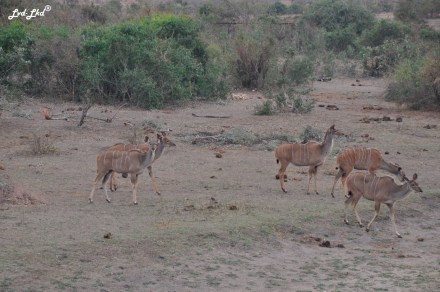 2-impalas-et-cobes-2