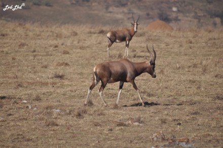 4-bontebok-2