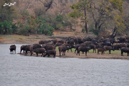 5-buffles-et-elephants-1