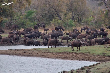 5-buffles-et-elephants-2