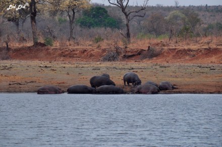 5-buffles-et-elephants-3