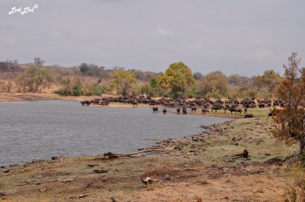 5-buffles-et-elephants-4