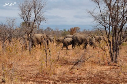 5-buffles-et-elephants-5