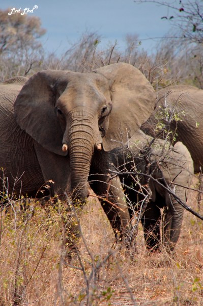 5-buffles-et-elephants-6
