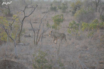 5-lion-et-autruche-1