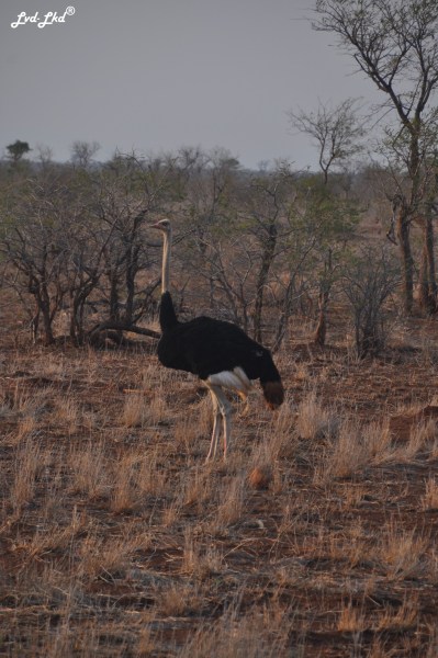 5-lion-et-autruche-3