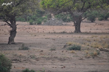 6-chacal-a-flanc-raye-1