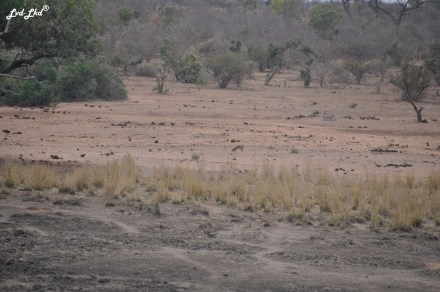 6-chacal-a-flanc-raye-2