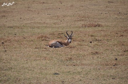 6-springbok-2