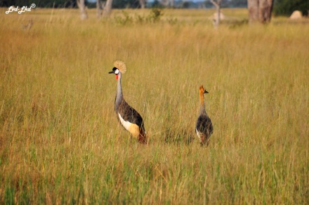 6 crowned crane