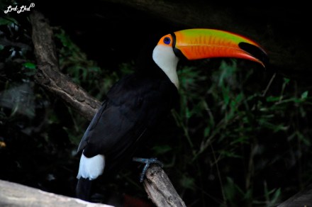 5 Toucan toco