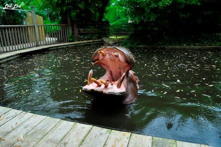 9 Hippopotame